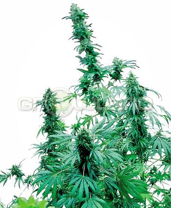 Sensi seeds Early Skunk fem. 25 Ks.