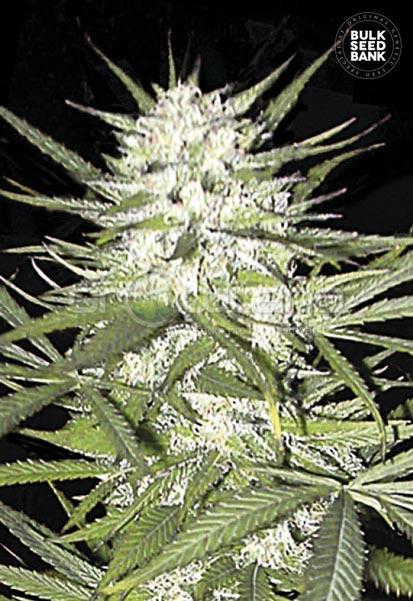 Bulk seeds Early Top Skunk 5 ks, Fem.