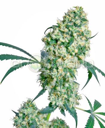 Sensi seeds Ed Rosenthal Super Bud® Regul.