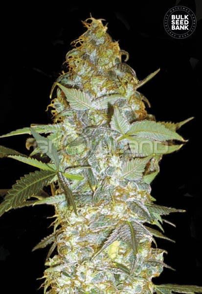 Bulk seeds Euforia Special 5 ks Fem.
