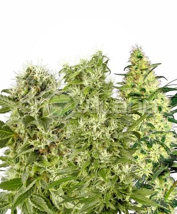 Sensi seeds Female Mix Fem. 5Ks.
