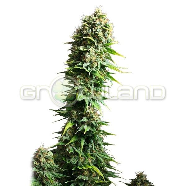 RQS Fruit Spirit 5 ks Fem.