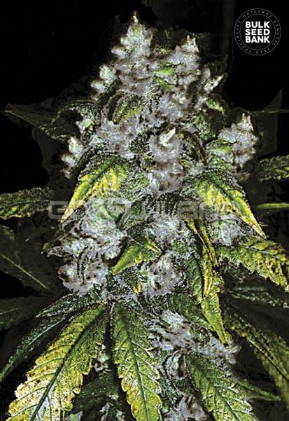 Bulk Seeds Good Wild Shark 10 ks Fem.