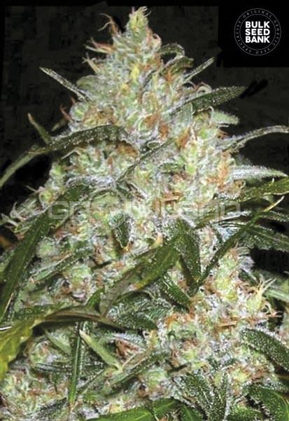 Bulk Seeds Grapefruit 10 ks Fem.