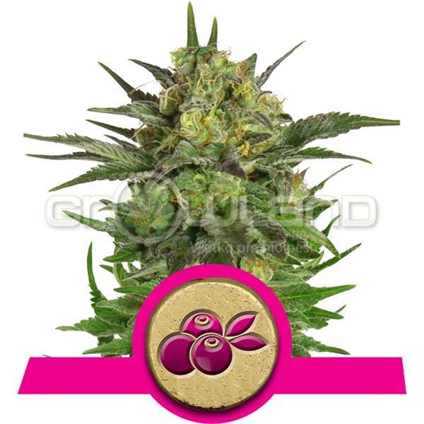 Haze Berry, 3 ks Fem.