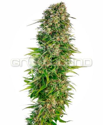 Sensi seeds Hindu Kush Automatic.Fem. 5 Ks.