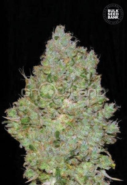 Bulk Seeds Jack Hair 10 ks Fem.
