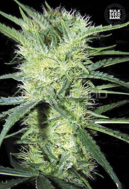 Bulk Seeds K2 - 10 ks Fem.