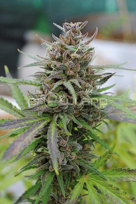 Kannabia Baby Boom Auto 1 ks, Fem.