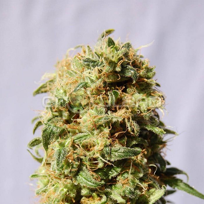 Kannabia Kaboom aka La Reina de Africa 10 ks, Fem.