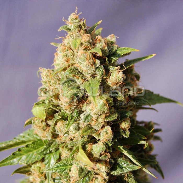 Kannabia Kiss 1 ks, Fem.