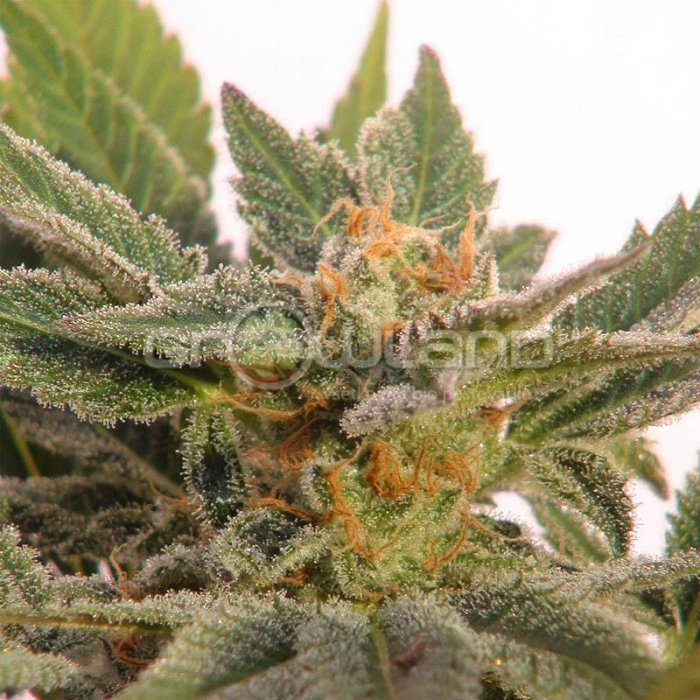 Kannabia Kritic Auto 3 ks, Fem.