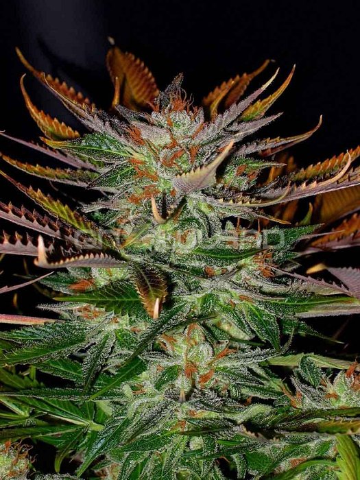 Kannabia McEarly Regular 10 ks