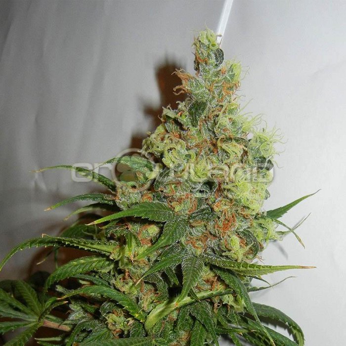 Kannabia NeiL Haze Regular 25 ks