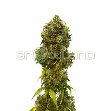 Kannabia Swiss Dream Auto CBD 5 Ks.