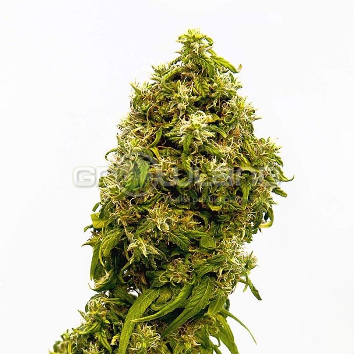 Kannabia Swiss Dream CBD 3 ks, Fem.