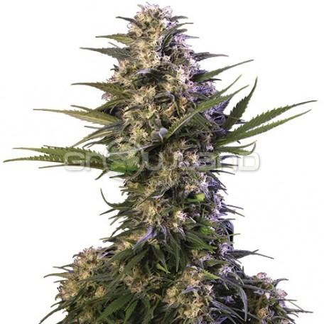 Buddha - Kraken, 1 ks, Fem.