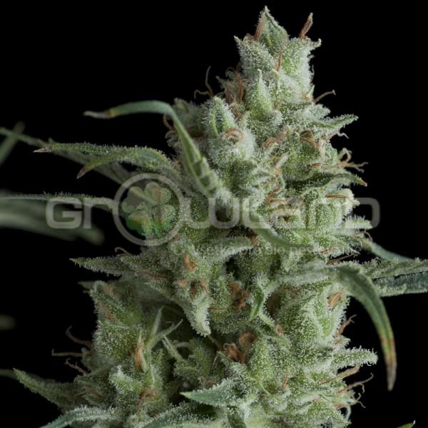 Pyramid Kryptonite 3 ks Fem.