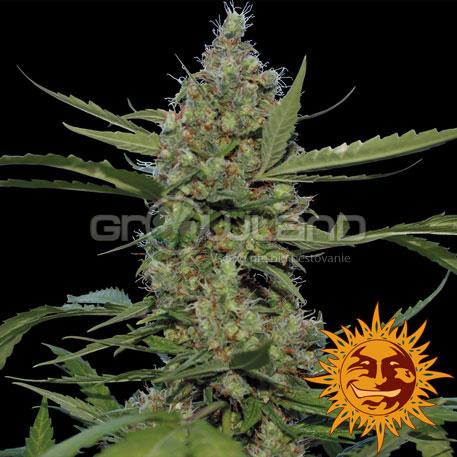 BAR - Laughing Buddha, 3 ks, Fem.