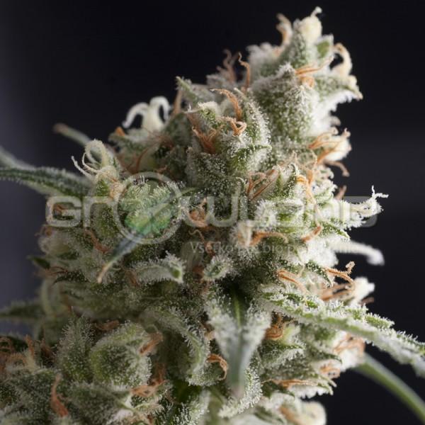 Pyramid Lennon 3 ks Fem.