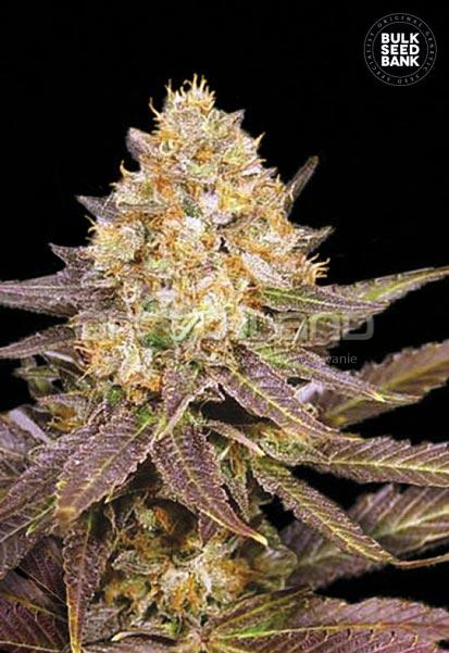 Bulk seeds Lavander Best 5 ks Fem.