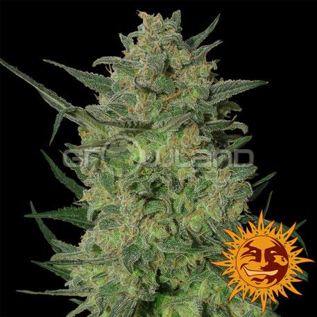 BAR - LSD, 10 ks, Fem.