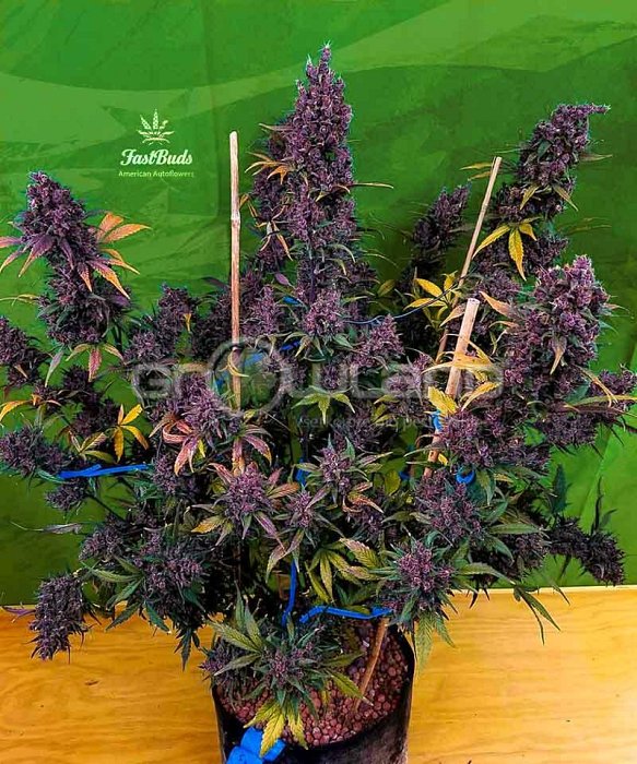 FB LSD - 25 Autoflower 10 ks, Fem.