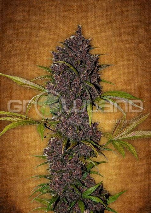 FB LSD - 25 Autoflower 10 ks, Fem.