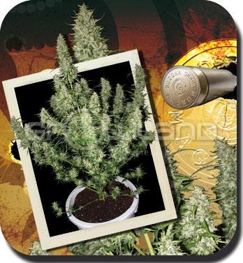 Buddha Magnum autoflower, 1 ks Fem.