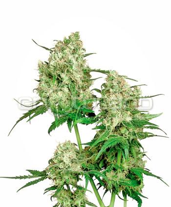 Sensi seeds Maple Leaf Indica® Regul.10ks