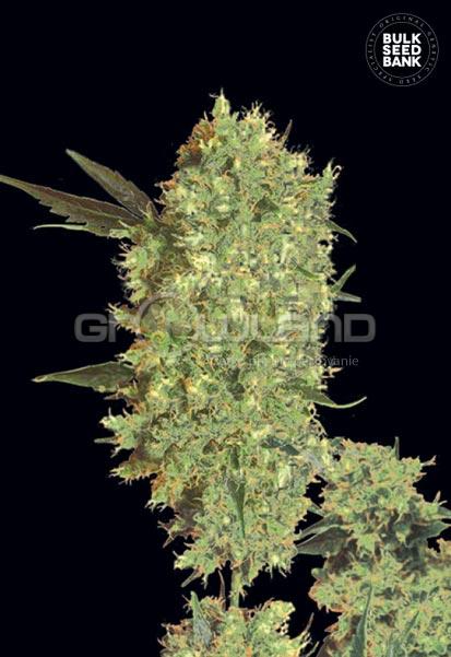Bulk Seeds Marley's Bud 10 ks Fem.