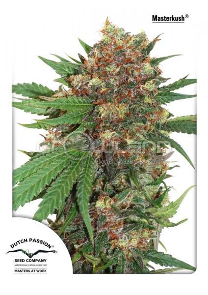 DP Master Kush 5 ks Fem.