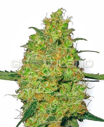 White Label Master Kush Fem. 10 Ks.