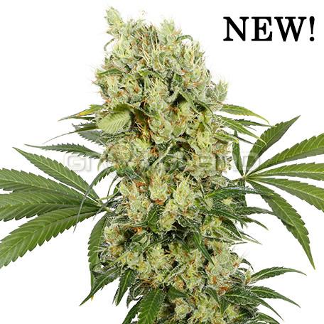 Medikit  Fem. CBD 1 ks.