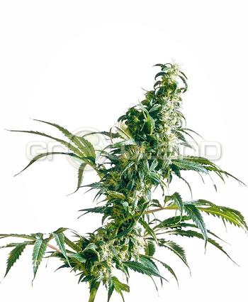 Sensi seeds Mexican Sativa® Regul.10ks