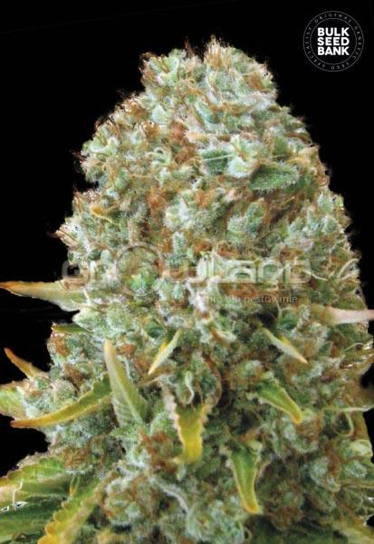 Bulk Seeds Moby Big 10 ks Fem.