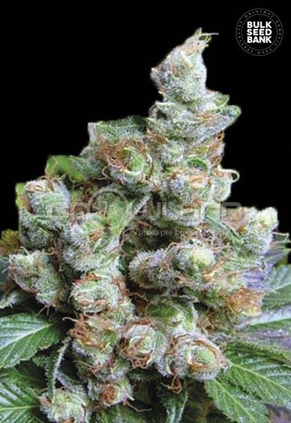 Bulk Seeds  NBA Diesel 10 ks Fem.