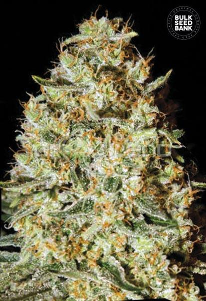 Bulk seeds Nepal Gold 5 ks Fem.