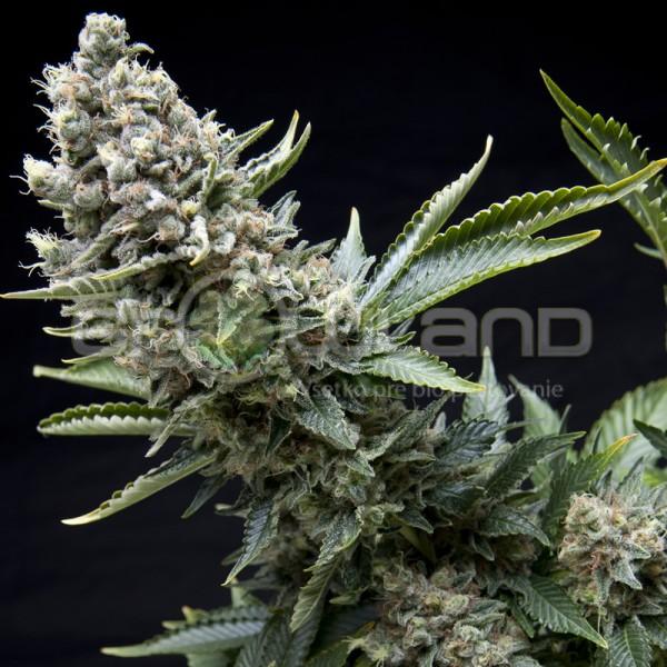 Pyramid New York City 5 ks Fem.