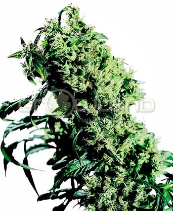 Sensi seeds Northern Lights #5 X Haze Fem. 5Ks.