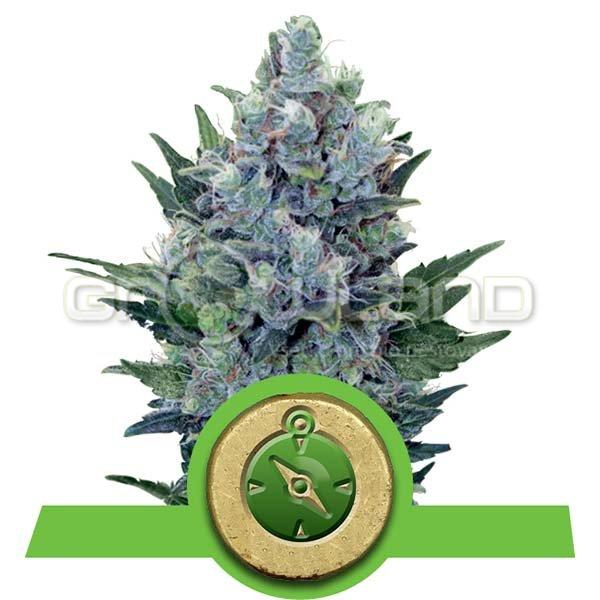 RQS Northern Lights Automatic 1 ks Fem.