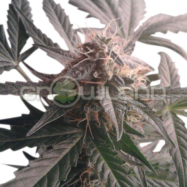 Northern Lights Automatic 3 ks Fem.