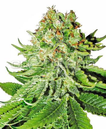 Sensi seeds Northern Lights Automatic Fem. 10 Ks.