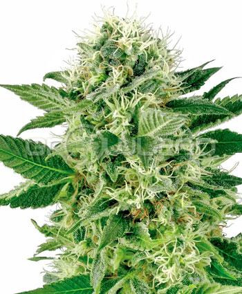 Sensi seeds Northern Lights Fem. 3Ks.