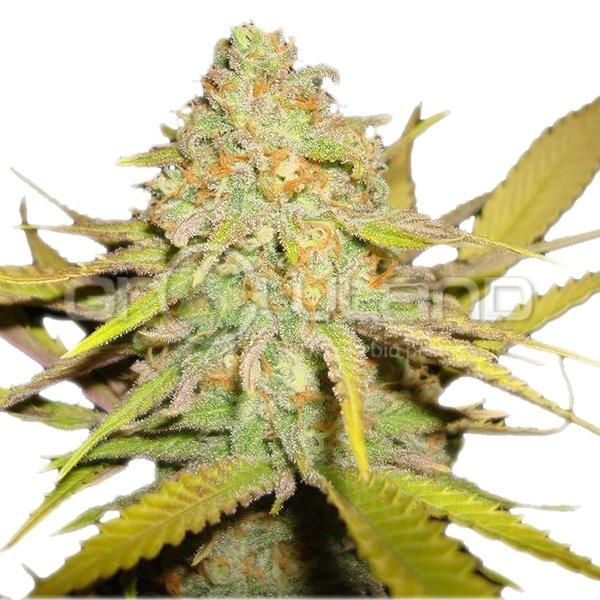 O.G. Kush, 10 ks Fem.