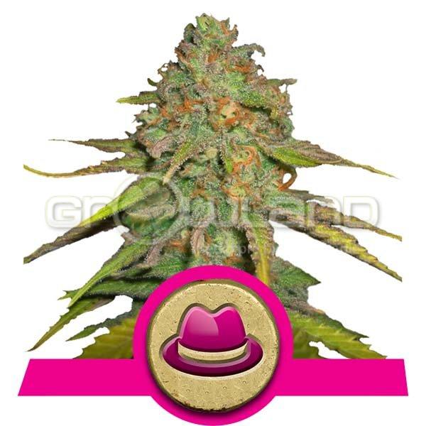 O.G. Kush, 5 ks Fem.