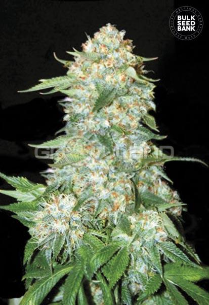Bulk Seeds OG Kush 10 ks Fem.