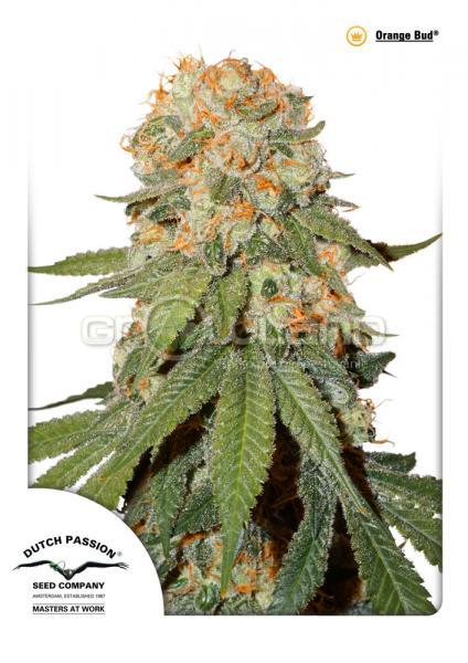 DP Orange Bud 10 ks reg