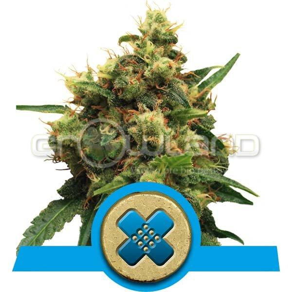 RQS Painkiller XL 10 ks, Fem.