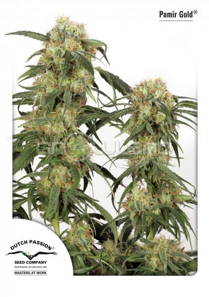 DP Pamir Gold 10 ks Fem.